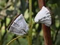 Eucalyptus globulus   Eucalyptus intertexta